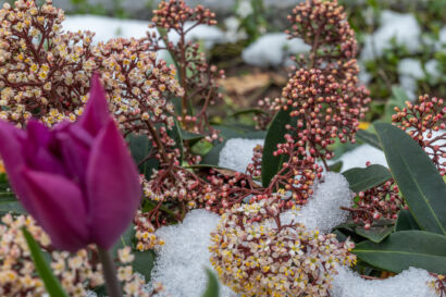 Schneeblumen-113