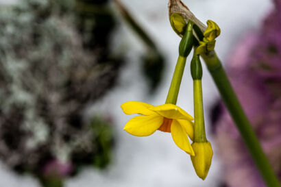 Schneeblumen-154