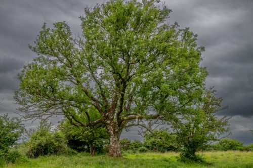 0014-Ireland-2026-8472