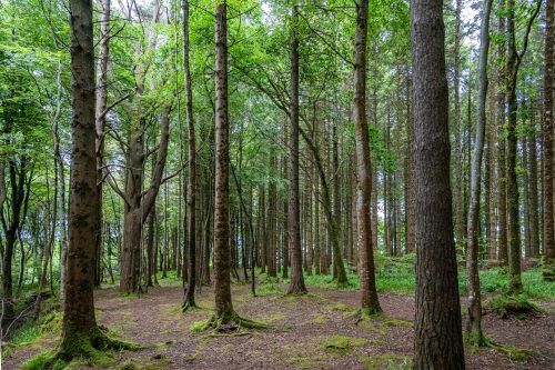 0017-Ireland-2026-8481