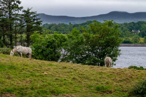 0050-Ireland-2026-8602