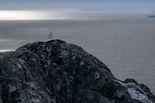0189-Ireland-2026-9079