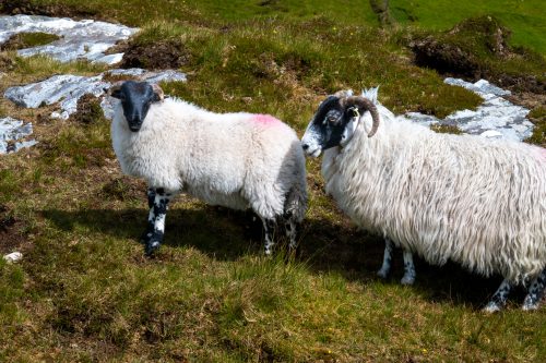 0195-Ireland-2026-9101