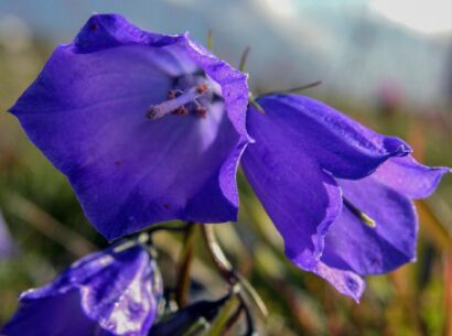 Blumen Blau-101       