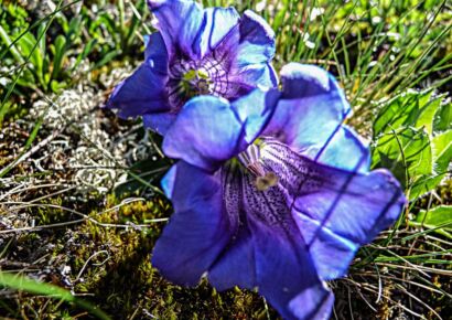 Blumen Blau-102       