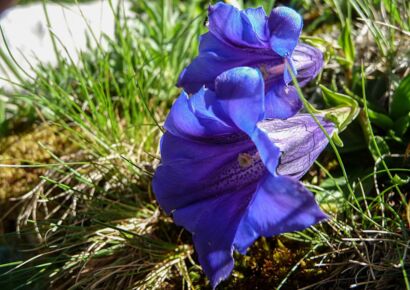 Blumen Blau-103       