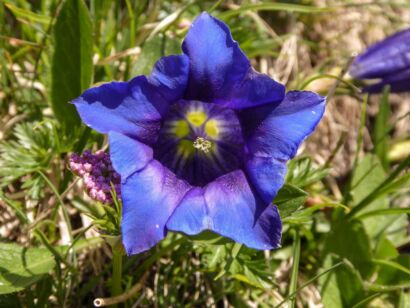 Blumen Blau-106       
