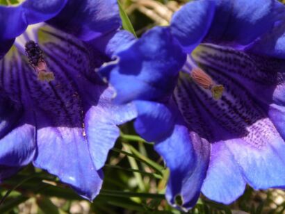 Blumen Blau-107       