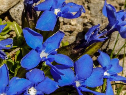 Blumen Blau-108b       