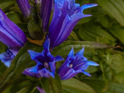 Blumen Blau-112       