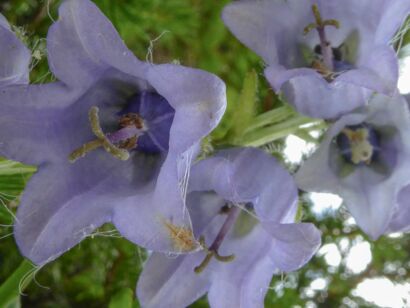 Blumen Blau-211
