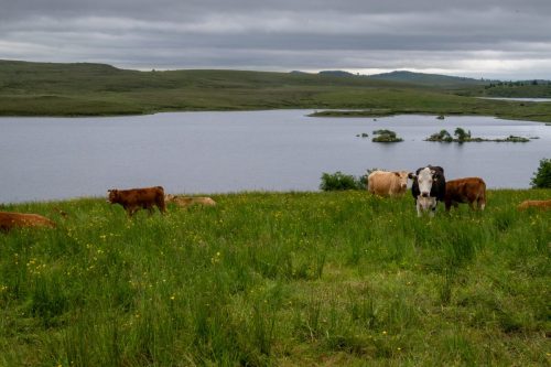 0060-Ireland-2026-8623