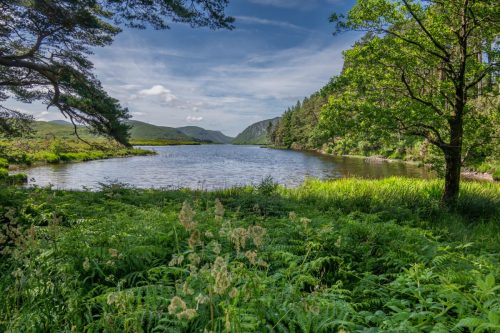 0316-Ireland-2026-9664