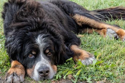 115-Emmental-2022-105