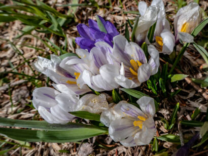 006 Frühling-2019-105