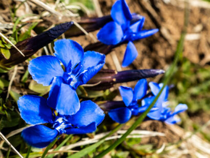 009 Frühling-2019-108