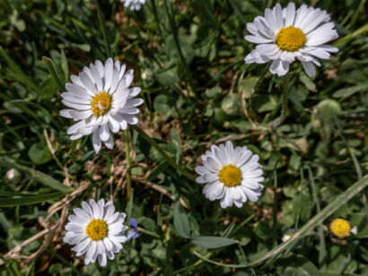 010 Frühling-2019-109
