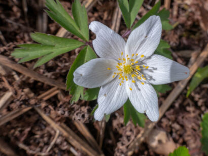 012 Frühling-2019-111