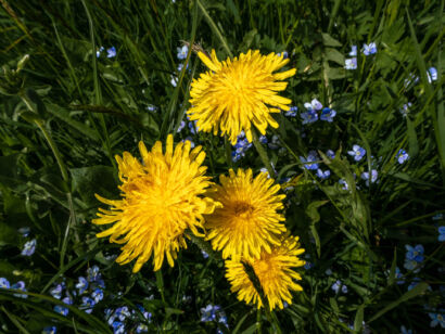013 Frühling-2019-112