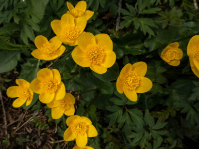 014 Frühling-2019-113