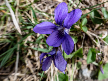 018 Frühling-2019-117