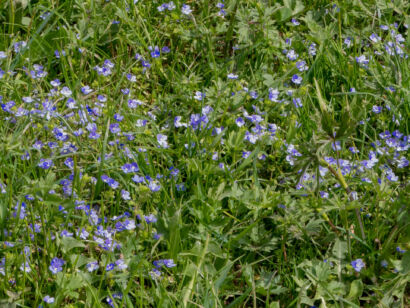 020 Frühling-2019-119