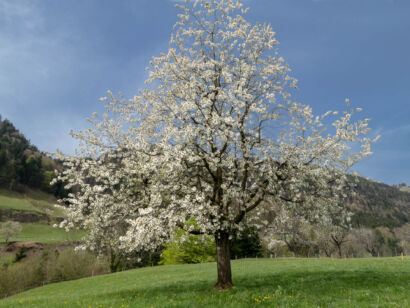 022 Frühling-2019-121