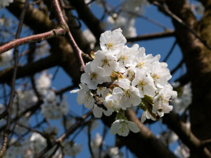 024 Frühling-2019-123
