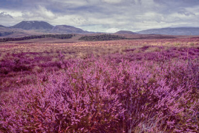 New Zealand 329