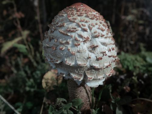 Pilze im Sihlwald
