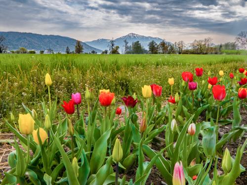 Silvia und die Tulpen-2