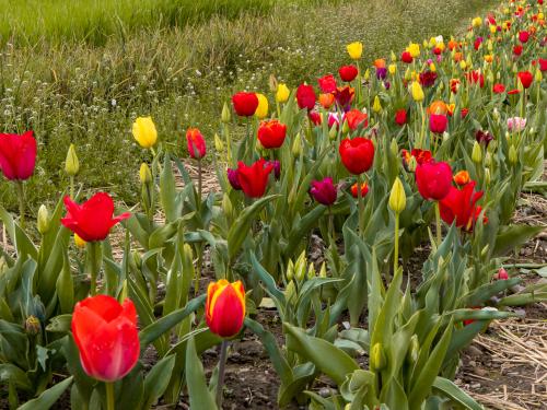 02-Tulpen-Silvia-137