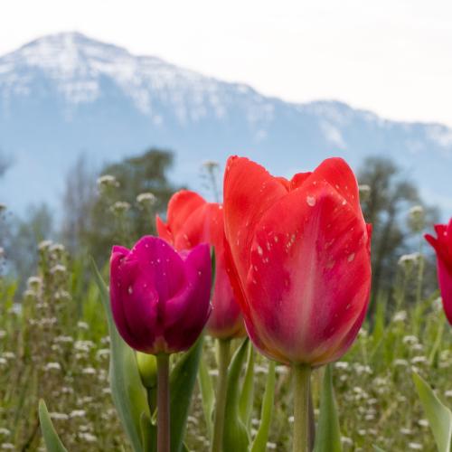 04-Tulpen-Silvia-148