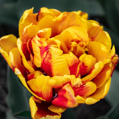 07-Tulpen-Silvia-122