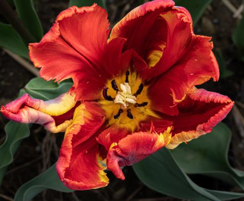 09-Tulpen-Silvia-129