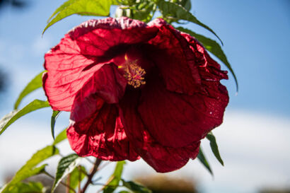 007 Stadtblumen 2-146