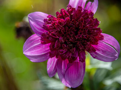 009 Stadtblumen 2-118